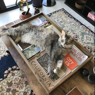 Feline Relaxation on Coffee Table