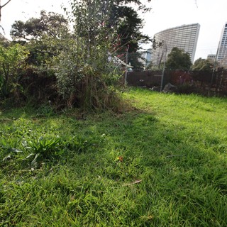 Urban Green Space with High-Rise Backdrop