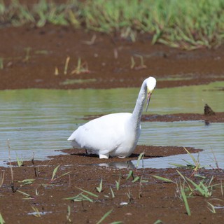 Snowy Egret Preening in Flooded Agricultural Wetland