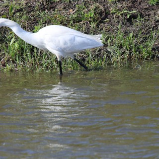 Snowy Egret Foraging in Shallow Wetland Waters