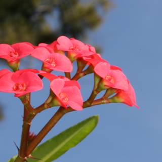 Pink Geranium in Front of a Blue Sky
