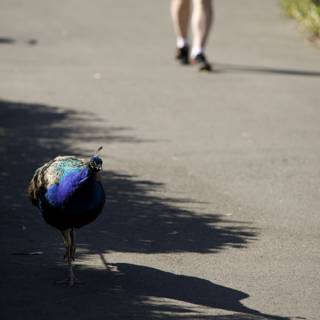 Majestic Peacock Encounter at San Francisco Zoo