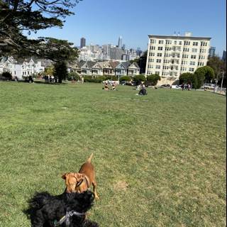 Canine Playtime in Alamo Square
