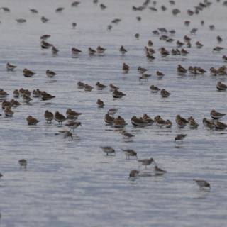 Flock in Flight: A Serene Gathering