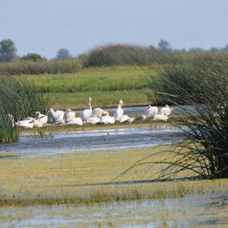 White Pelicans Resting in Yolo Bypass Wetlands