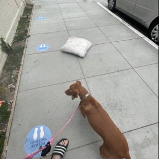 Urban Dog Walking