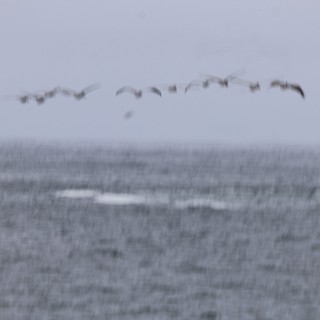 Pelicans Flying in Formation Over Stormy Seas