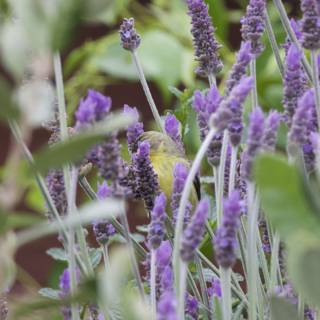 Harmony in Lavender