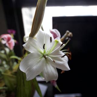 Ikebana-inspired Lily Bouquet
