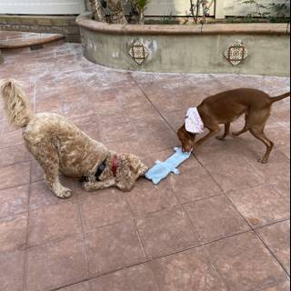 Playful Pups and a Paper Towel