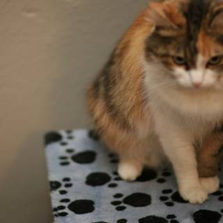 Calico Cat Lounging on Her Bed