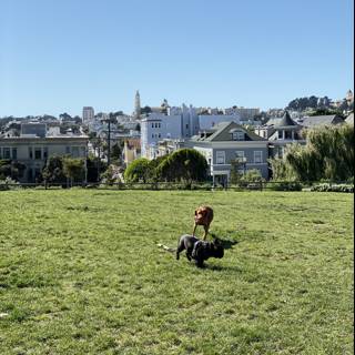 A Peaceful Afternoon in Alamo Square