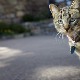 Curious Tabby Cat Mid-Leap in Urban Setting
