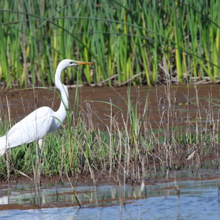 Great Egret Hunting in Wetland Marsh