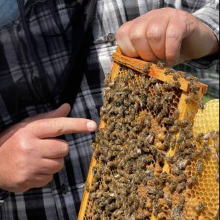 Beehive Inspection