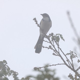 Loggerhead Shrike Perched in Foggy Conditions