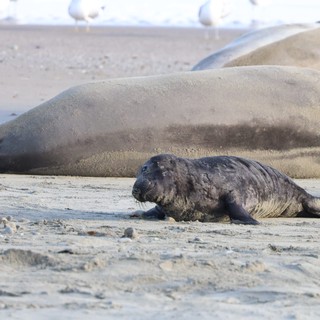 Newborn Elephant Seal Pup with Mother at Drakes Beach