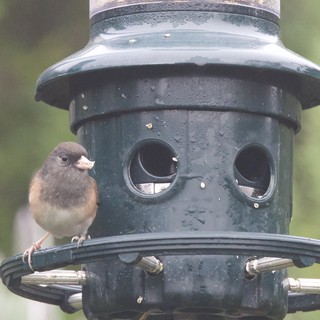 Female Dark-eyed Junco at Backyard Bird Feeder