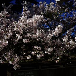 Cherry Blossoms at the Japanese Tea Garden