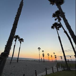 **Oxnard's Palm-Lined Horizon**