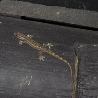 Tiny Gecko Lounging on Wooden Wall
