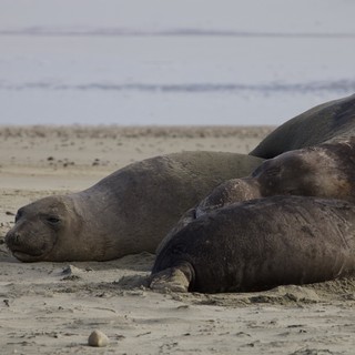 Northern Elephant Seals Resting on Drakes Beach