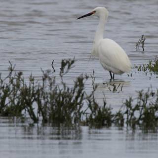 Graceful Sentinel of the Wetlands