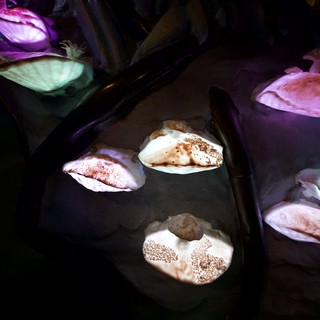 Illuminated Seashell Display in Darkened Museum Setting