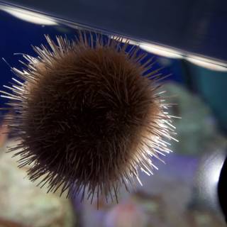 Spiky Sea Creature
