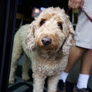 Friendly Labradoodle at Nighttime Doorway in SLO