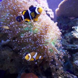 Two Clown Fish in a Colorful Coral Reef