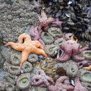Colorful Sea Stars and Mussels in Tidal Pool