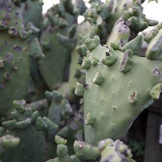 Prickly Pear Cactus Pad Close-Up with Fence