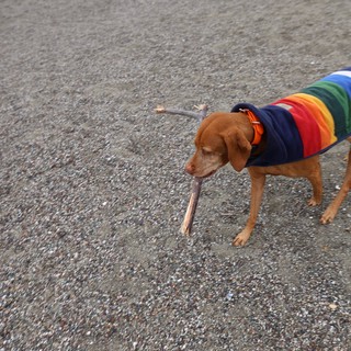 Proud Vizsla Carries Driftwood Stick on Rocky Beach