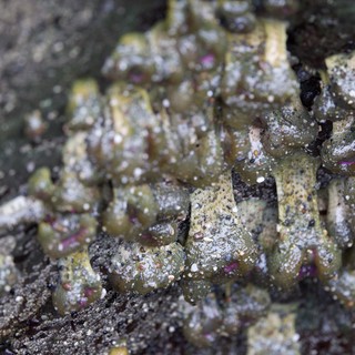 Encrusting Sea Life Colonizes Rocky Intertidal Zone
