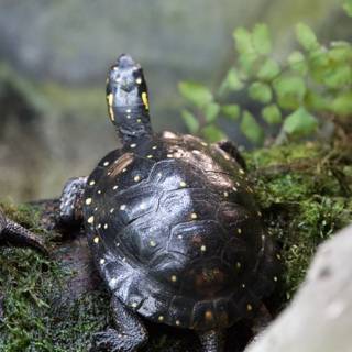 Nature's Guardians: Turtle Companions