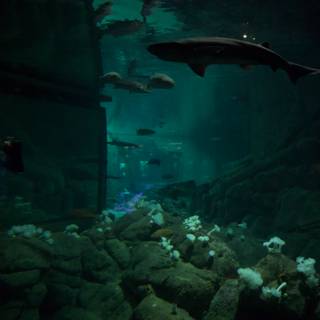 Mystique of the Deep: Encounter with Sharks at Monterey Bay Aquarium