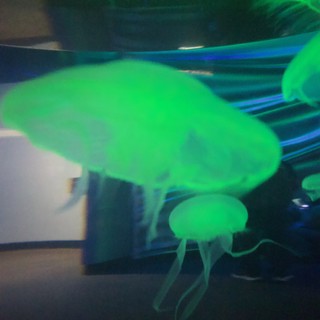Glowing Green Jellyfish Display in Aquarium Tank