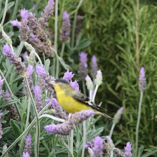 Yellow-Breasted Bird Foraging in Lavender Flowers