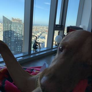City Dog Relaxing Indoors