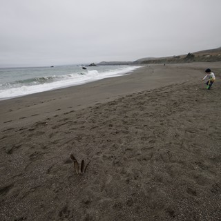 Child Explores Misty Northern California Coastline