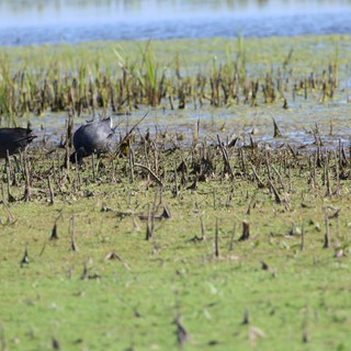 American Coots Foraging in Harvested Rice Field Wetland