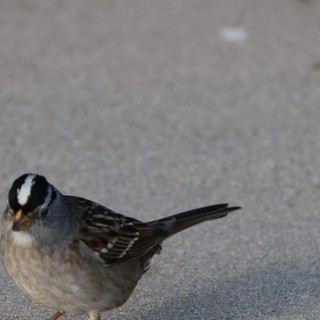 White-crowned Sparrow Resting on Pavement at Drakes Beach