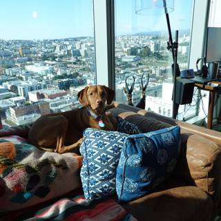 Dog's View: Relaxing on the Couch with a City Scape