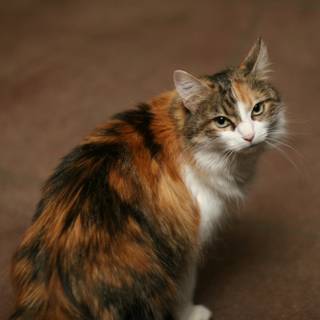 Calico Cat Poses for the Camera
