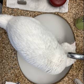The Curious Cat in the Sink