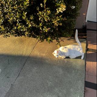 White Cat Taking a Break on the Sidewalk