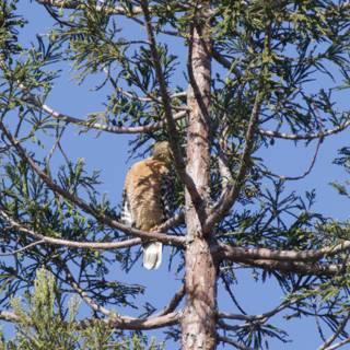 Majestic Hunter in the Pines