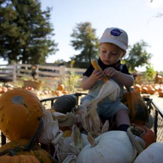 The Young Pumpkin Prince in Metzgar's Field