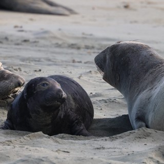 Elephant Seal Social Interaction at Drakes Beach